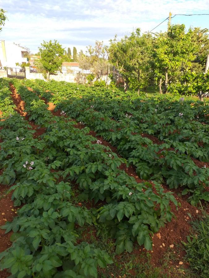 Apartmani Jurman Matohanci المظهر الخارجي الصورة