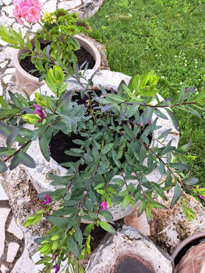Apartmani Jurman Matohanci المظهر الخارجي الصورة